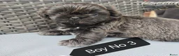 Shih Tzu dogs for sale: Shih Tzu puppies ready to leave:29/06 - Advert 19