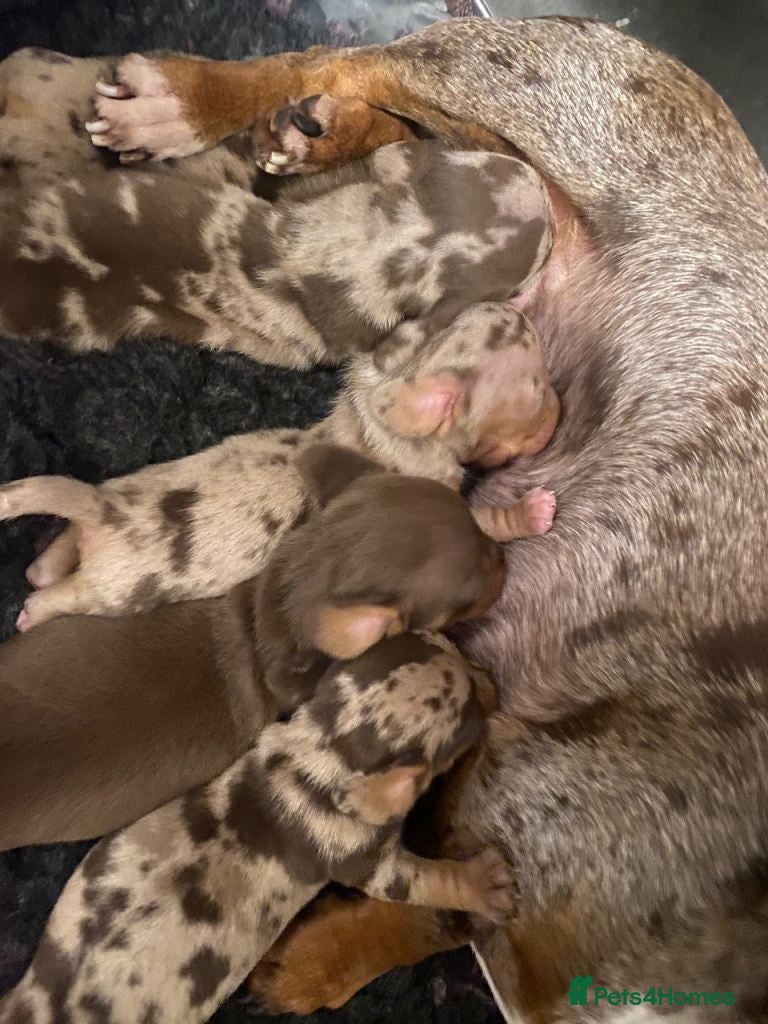 Miniature Dachshund dogs Stunning Litter of Miniature Dachshund Puppies - Advert 1
