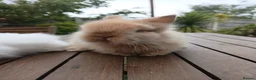 Lionhead rabbits for sale: Beautiful DM Lionheads  - Advert 3