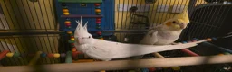 Cockatiels birds for sale: Albino Cockatiel–14 Weeks–Breeder Bred - Wetherby in Wetherby - Advert 11