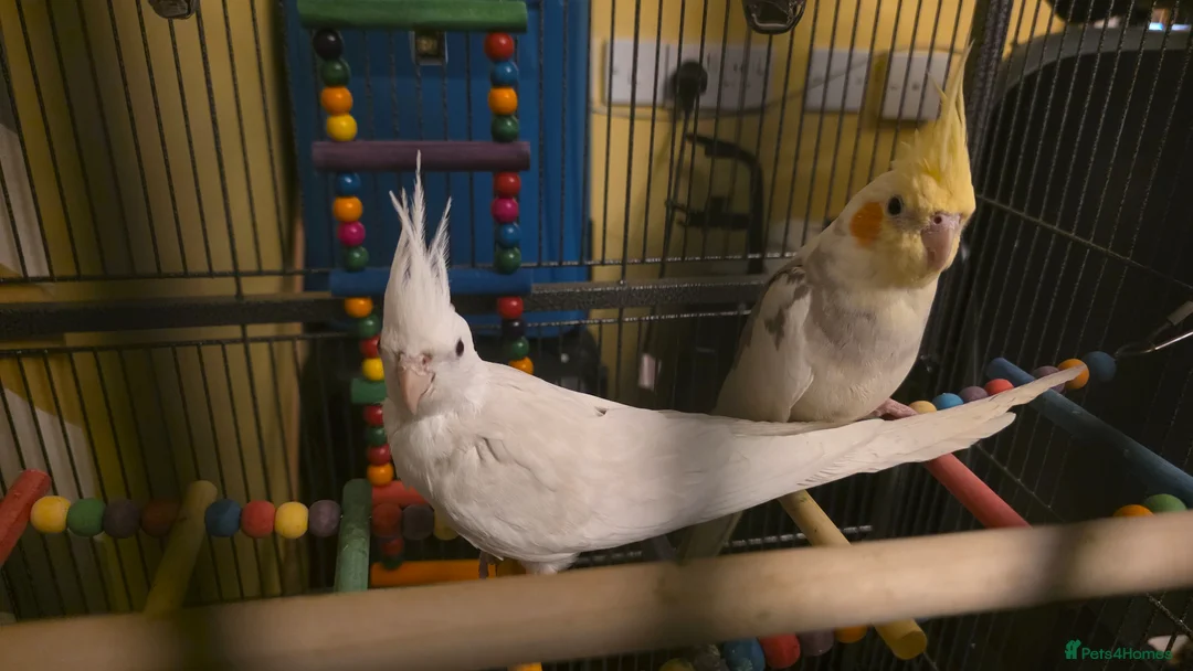 Cockatiels birds for sale: Albino Cockatiel–14 Weeks–Breeder Bred - Wetherby in Wetherby - Advert 11