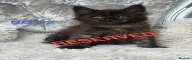 Maine Coon 2