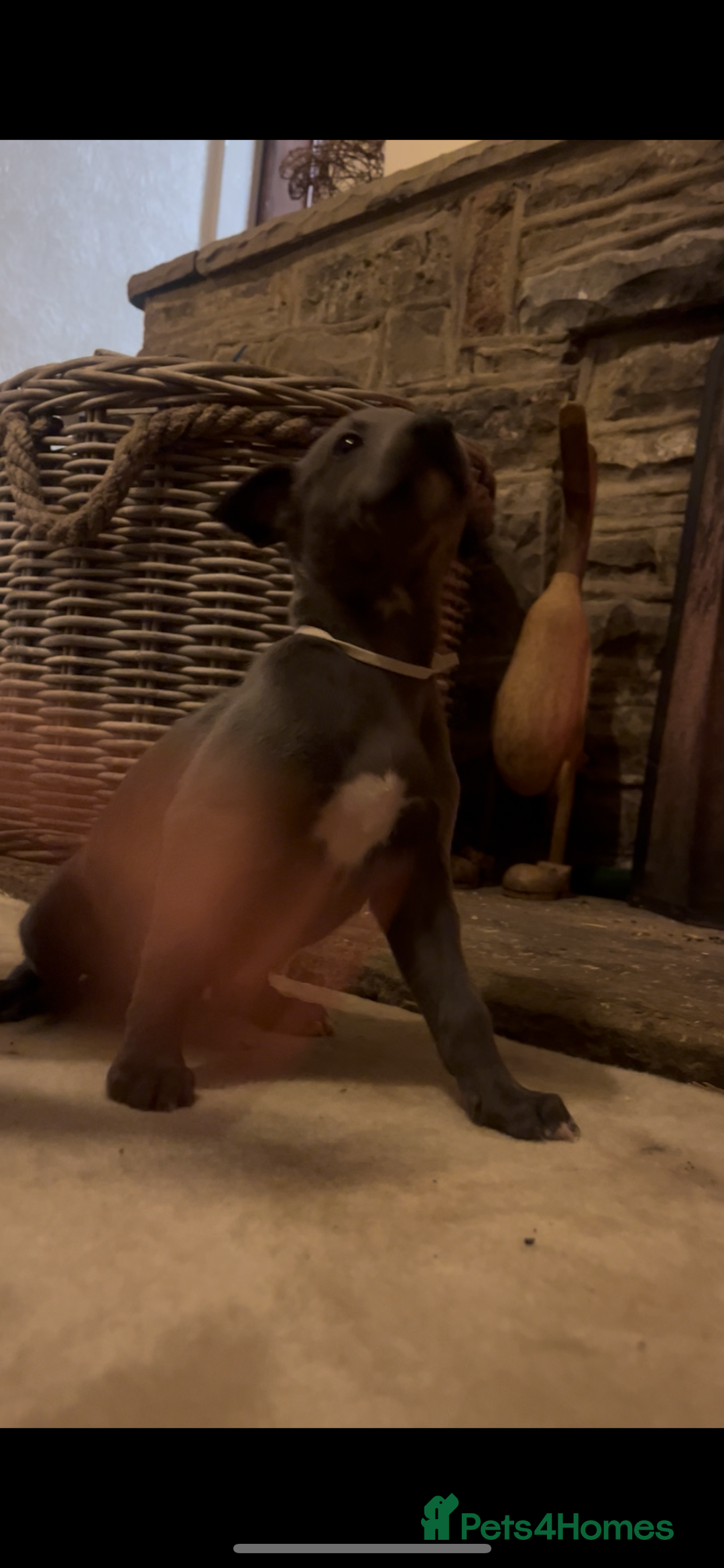 Whippet dogs for sale: Stunning Blue Whippet, white flecks  - Image 25