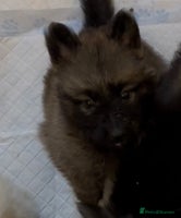 German Shepherd dogs German Shepherd puppies - Advert 4