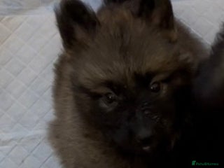 German Shepherd dogs German Shepherd puppies - Advert 13