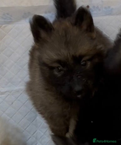 German Shepherd dogs German Shepherd puppies - Advert 2