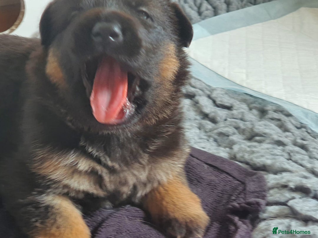 German Shepherd dogs for sale: Health Tested German Shepherd Available! 🐾🖤 - Image 7