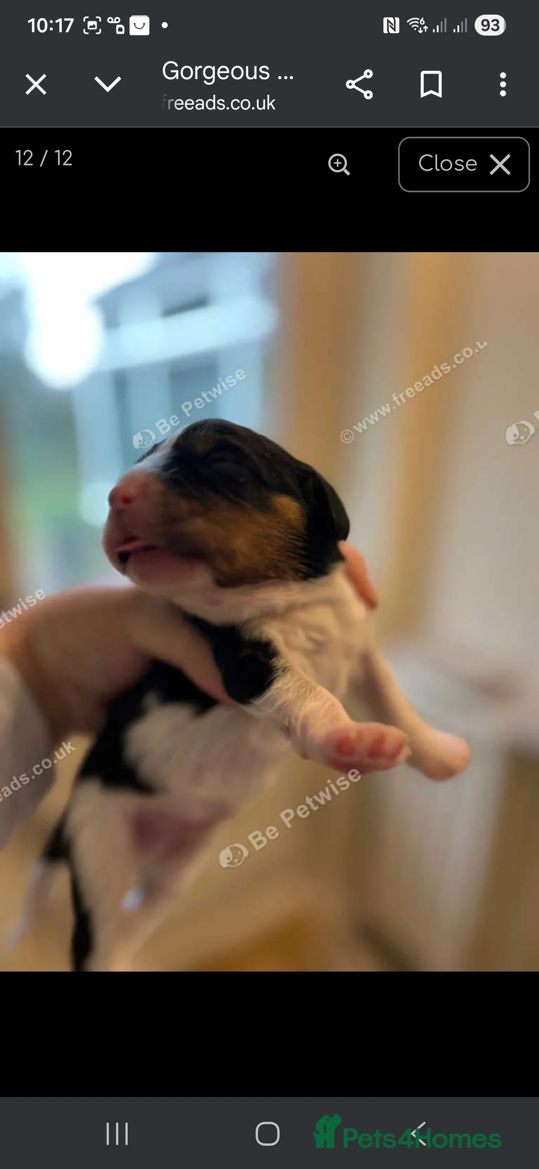 Cavalier King Charles Spaniel dogs for sale: King Charles puppies for sale 3 boys and 2 girls.  - Advert 2