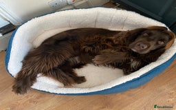 Sprocker dogs for sale: Male Chocolate  Sprocker Spaniel  - Image 8