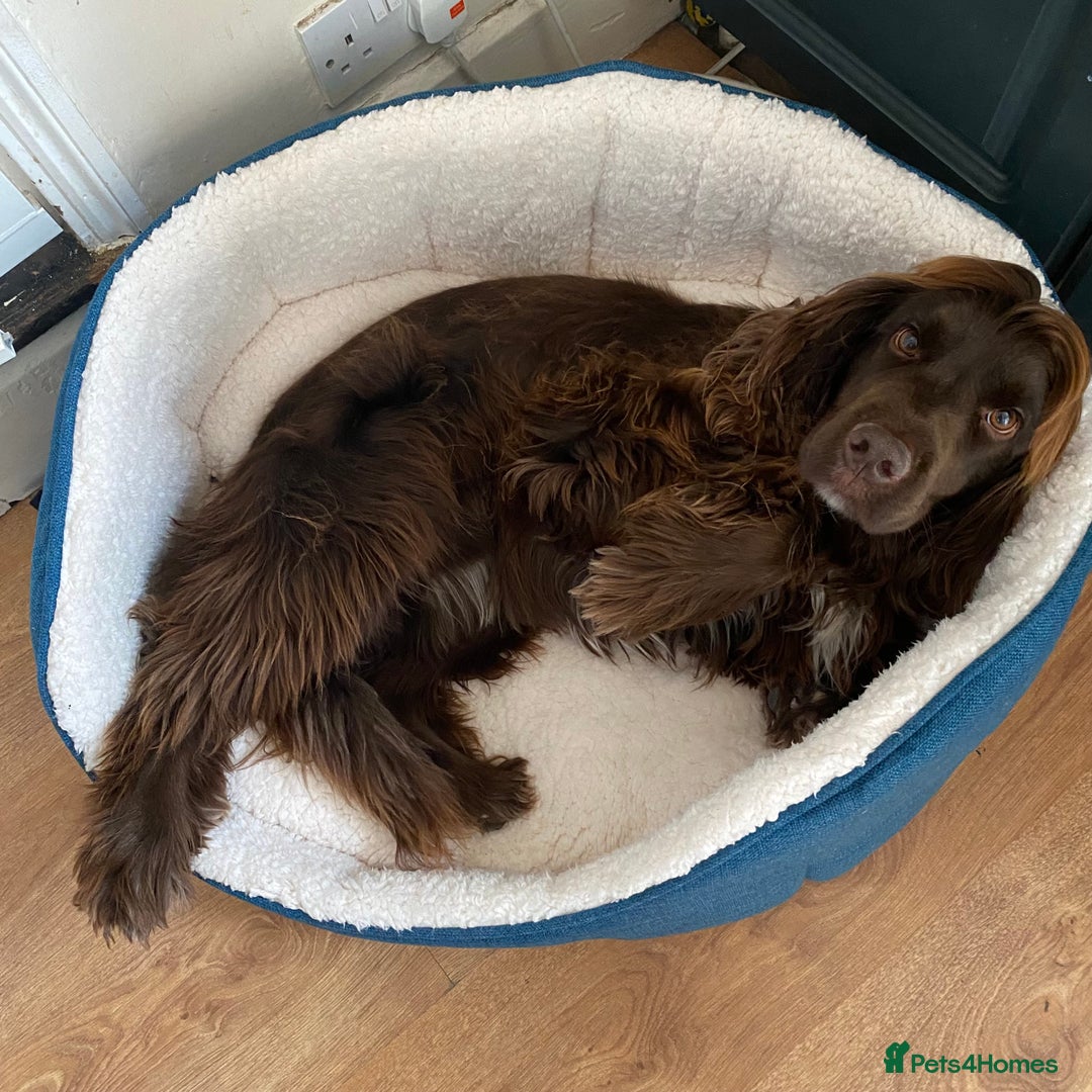 Sprocker dogs for sale: Male Chocolate  Sprocker Spaniel  - Image 8