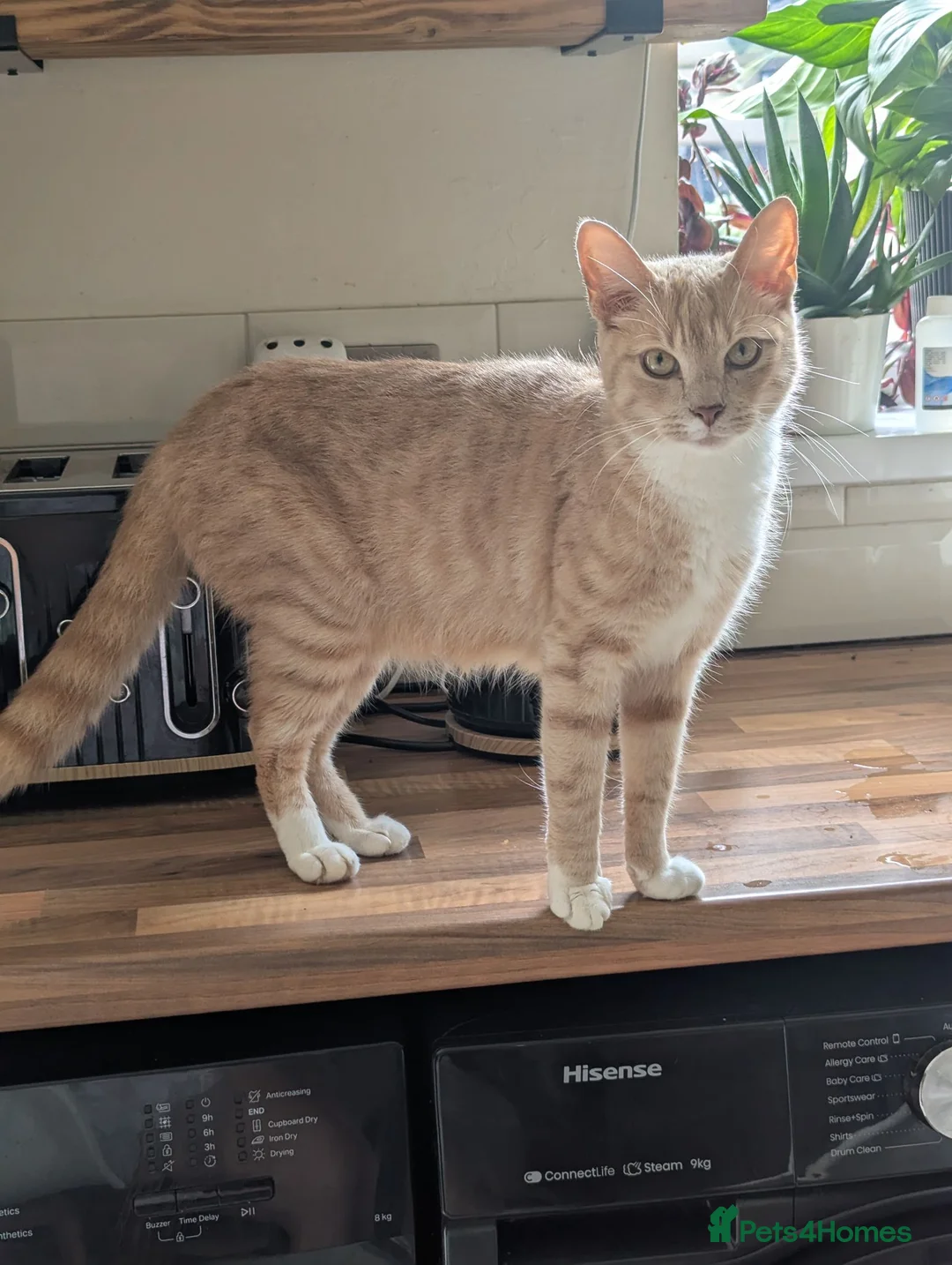 Mixed Breed cats for sale: 3 beautiful kittens remaining  - Advert 2