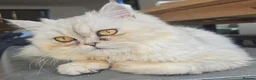Persian cats for sale: Kitten Half Persian and Half Chinchilla Himilayan in Prescot - Advert 2