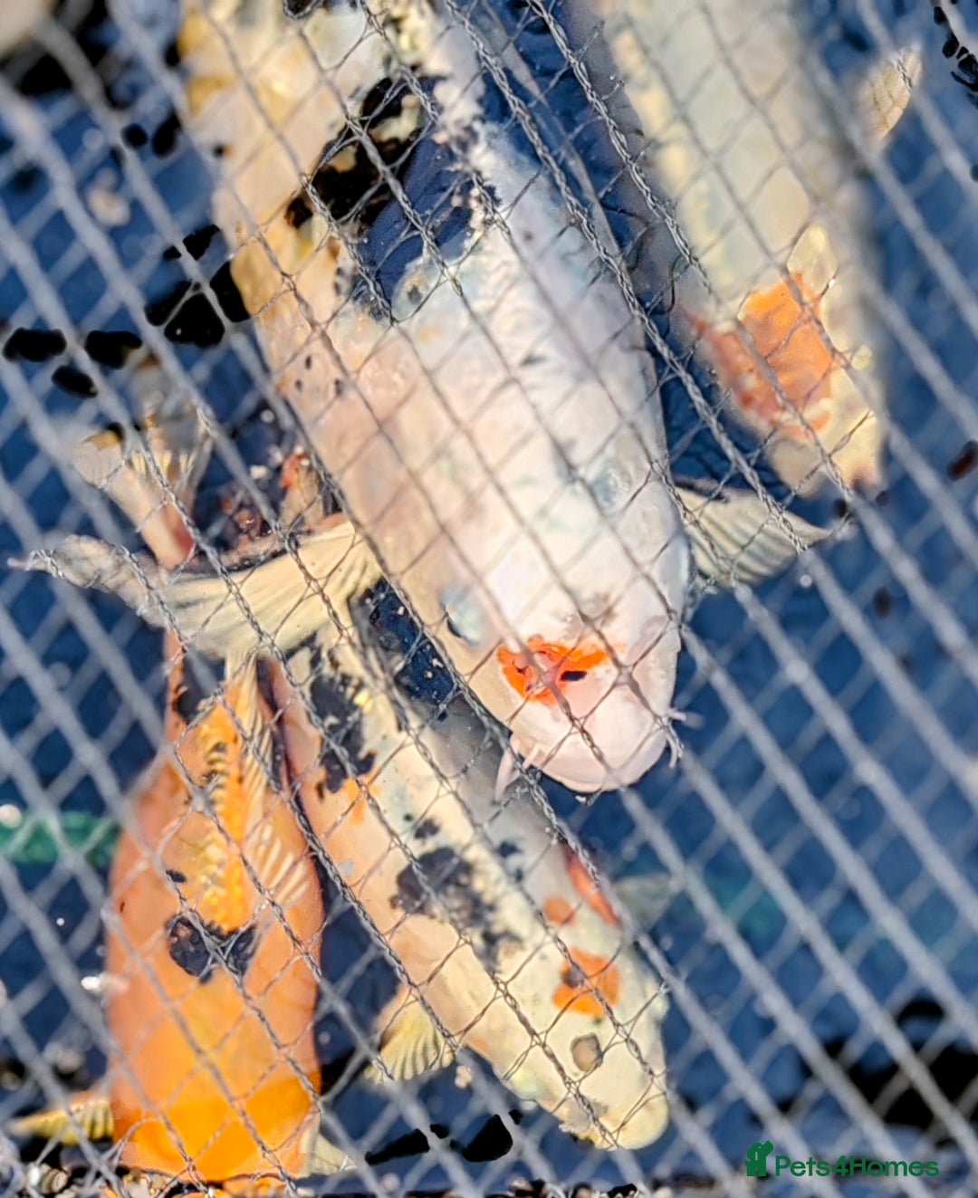 Koi Carp fish for sale: KOI FOR SALE - Image 7