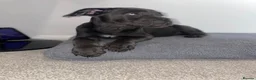 Cane Corso dogs for sale: Came Corso Puppy - Advert 2