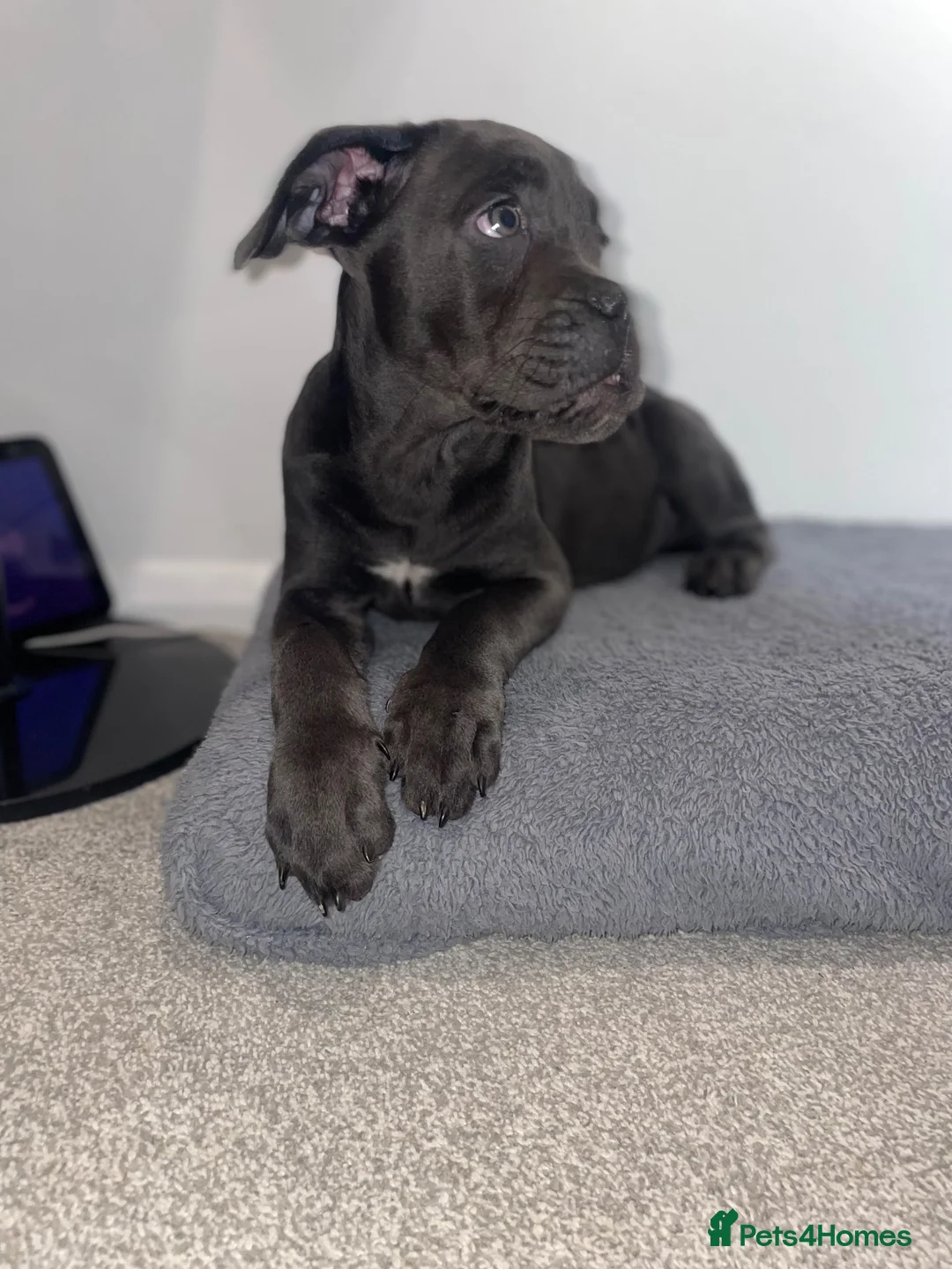 Cane Corso dogs for sale: Came Corso Puppy - Advert 2