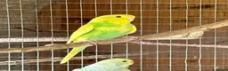 Budgerigars birds for sale: Baby Budgies for sale - Advert 3