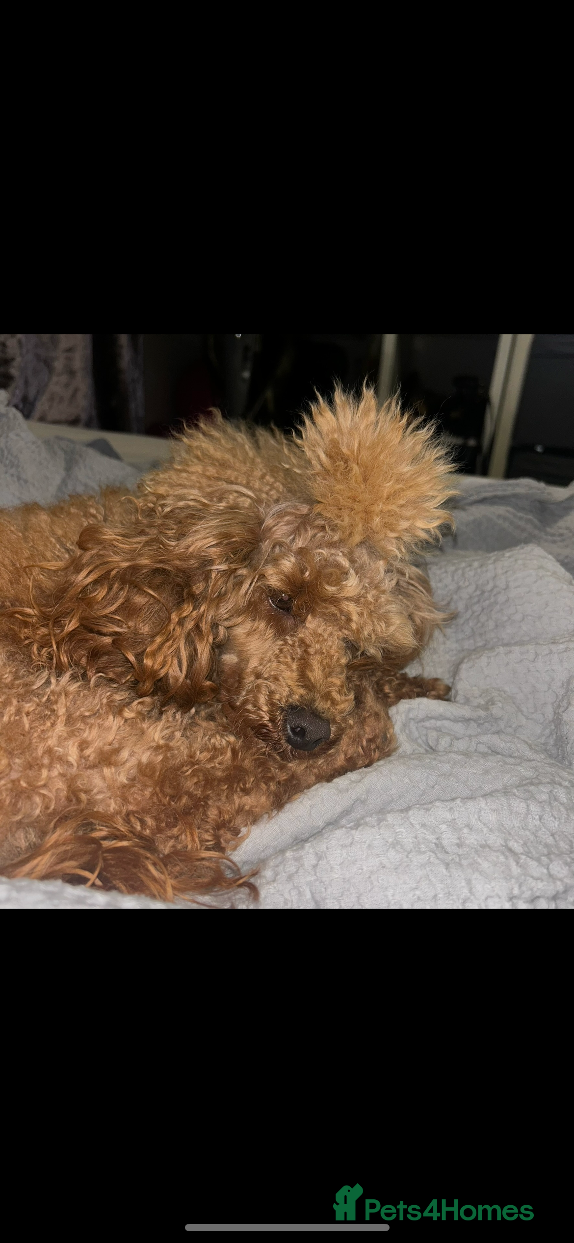 Miniature Poodle dogs Beautiful mini poodles  - Advert 12