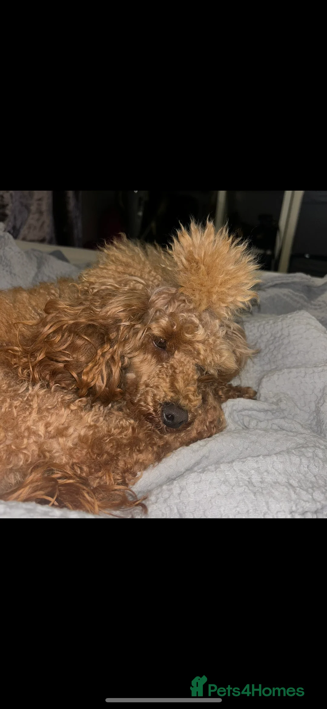 Miniature Poodle dogs for sale: Beautiful mini poodles  - Advert 1