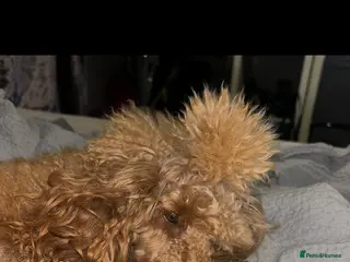 Miniature Poodle dogs Beautiful mini poodles - Advert 12