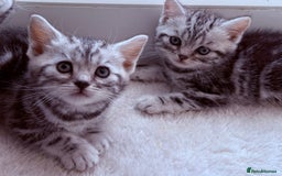 British Shorthair cats for sale: GCCF Rare Show Quality BSH Silver Tabby Kittens - Image 7