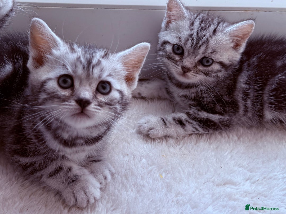 British Shorthair cats for sale: GCCF Rare Show Quality BSH Silver Tabby Kittens - Image 7