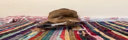 English Bulldog dogs for sale: Female English bulldog puppy  - Advert 13