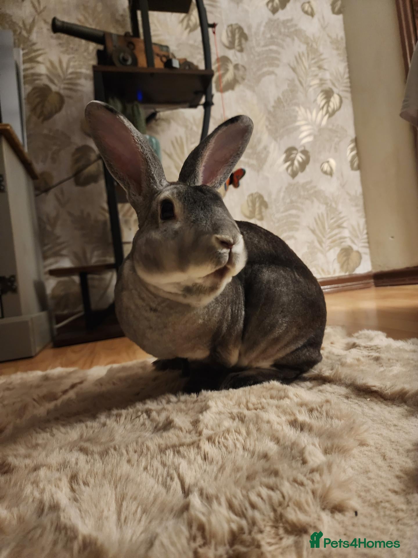 Rex rabbits Russel the Rabbit (Comes with Hutch and extras) - Advert 2