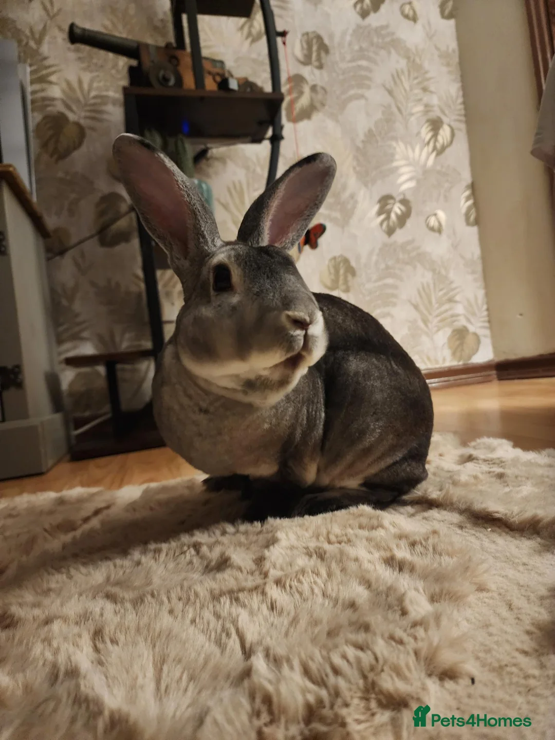 Rex rabbits for sale: Russel the Rabbit (Comes with Hutch and extras) - Advert 1