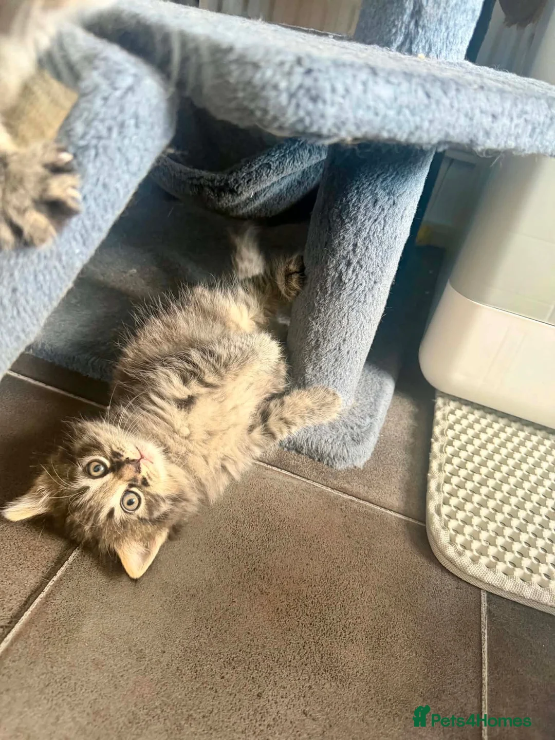 British Longhair cats for sale: Long hair kittens - Advert 2