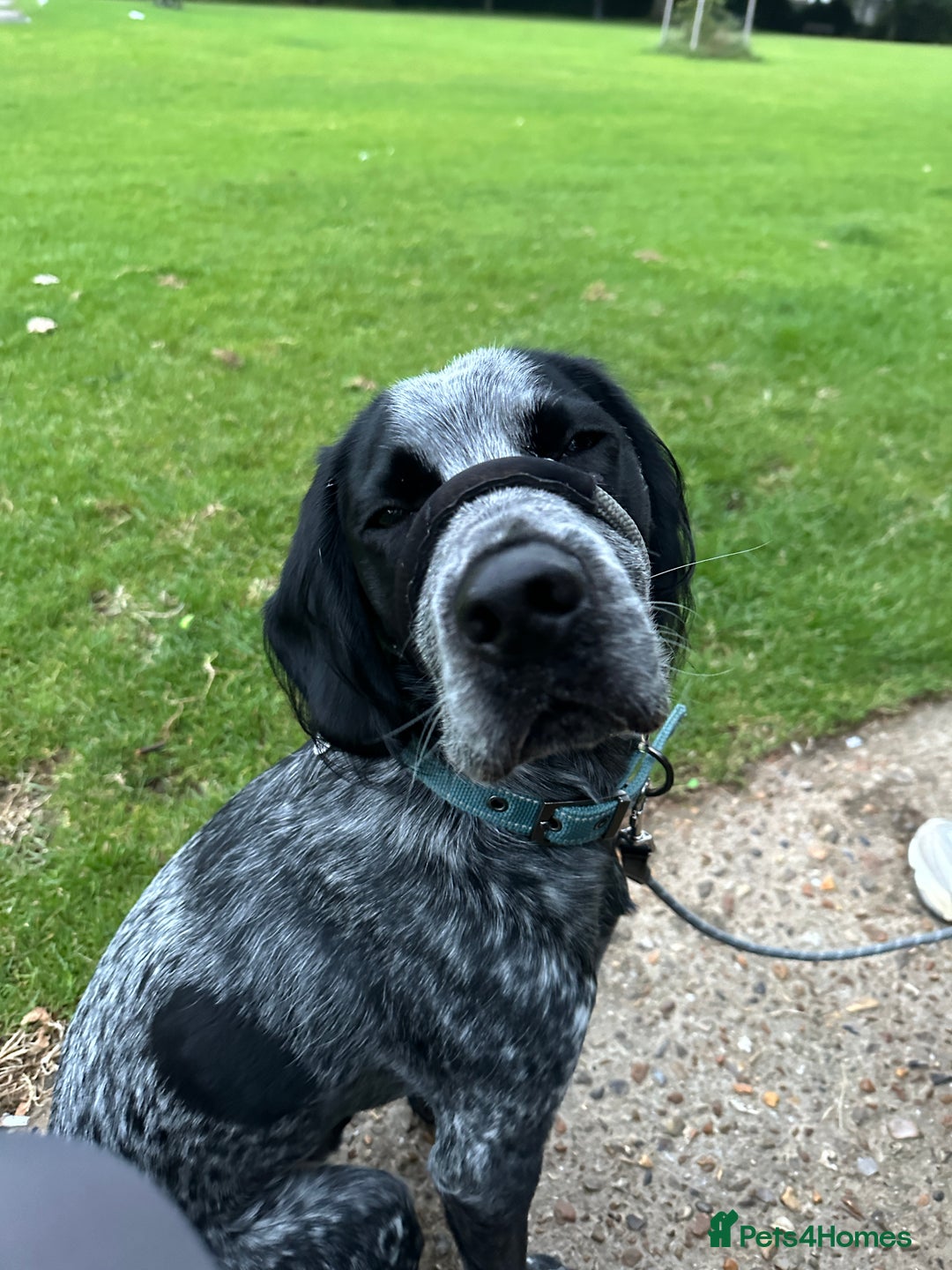 Mixed Breed dogs for sale: Very loving dog  - Image 1
