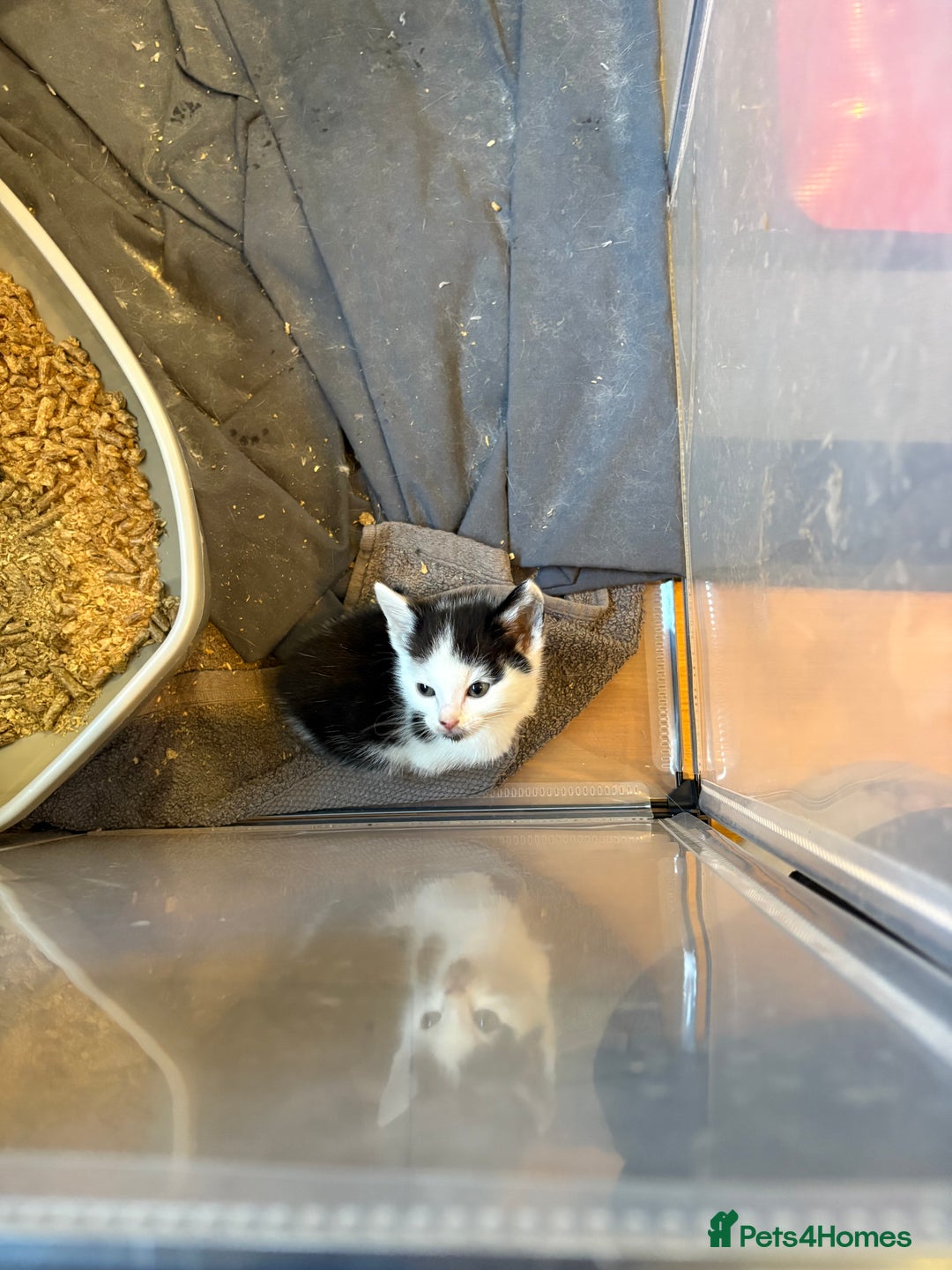 Domestic Shorthair cats for sale: Domestic short hair kittens  - Image 5