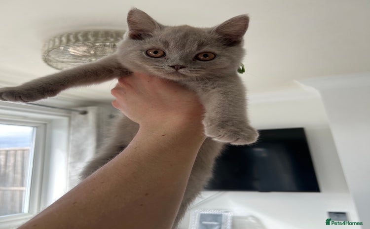 British Shorthair cats - Advert 2