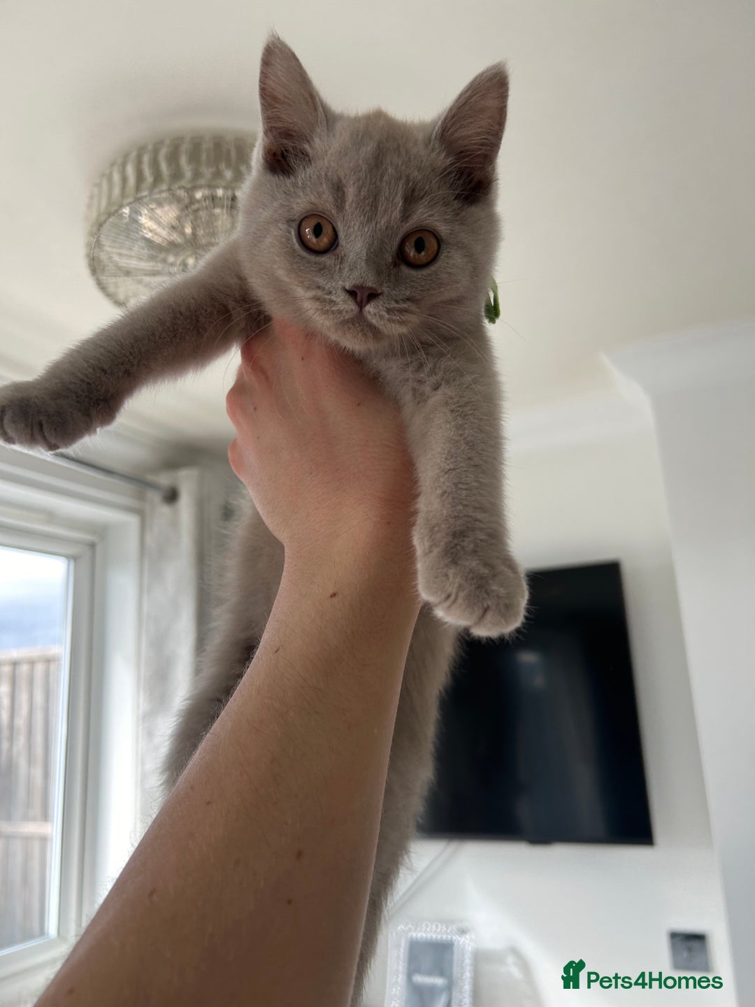 British Shorthair cats for sale: British shorthair kittens  - Image 1