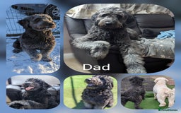 Goldendoodle dogs for sale: Quality goldendoodle puppies  - Image 3