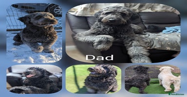 Goldendoodle dogs - Advert 1