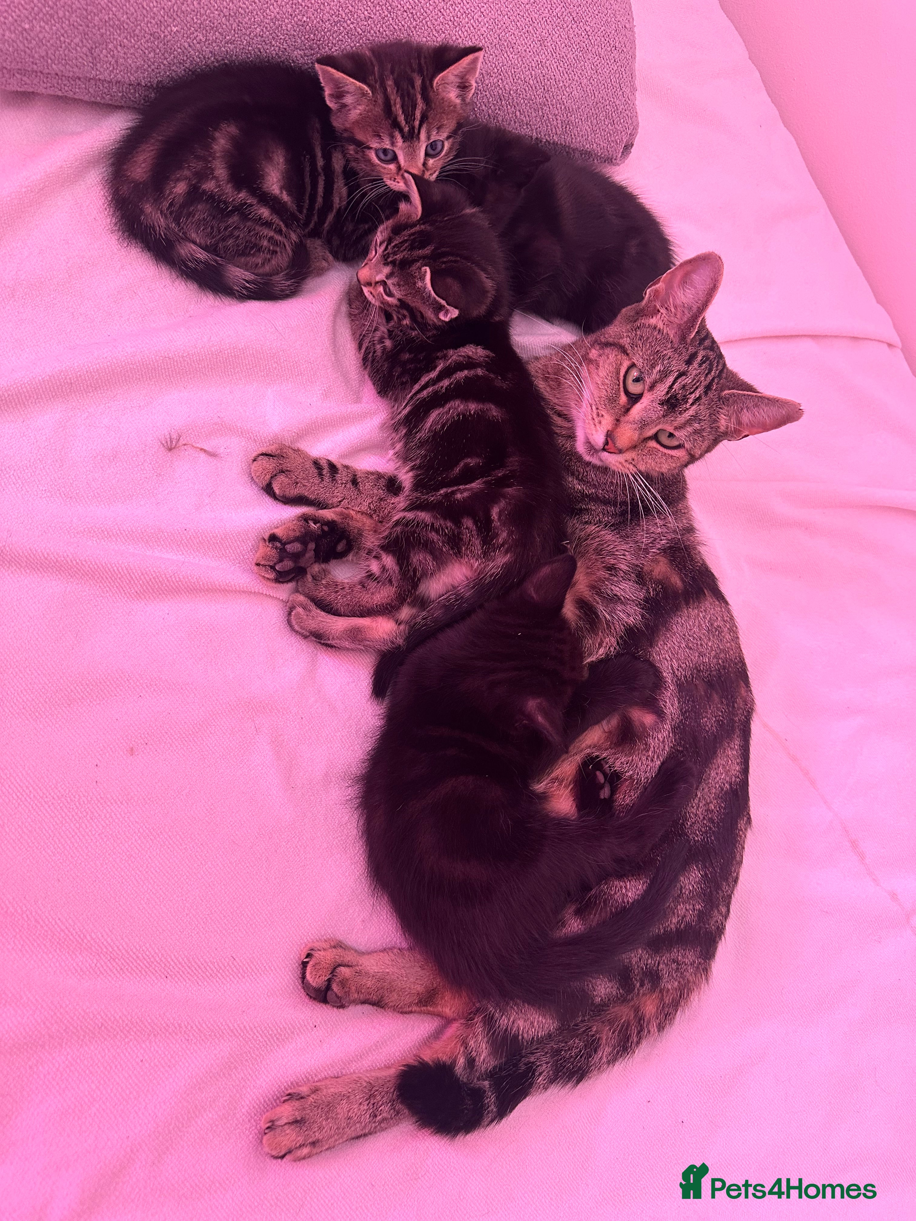 Mixed Breed cats 🐾 Beautiful Kittens Ready for Loving Homes 🐾  - Advert 8