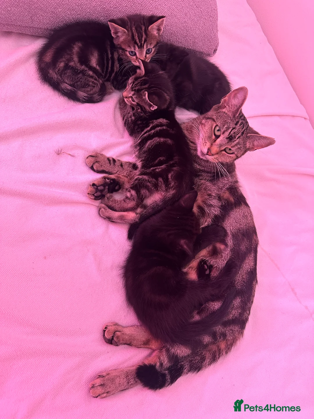 Mixed Breed cats for sale: 🐾 Beautiful Kittens Ready for Loving Homes 🐾  in Portsmouth - Advert 1