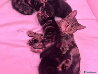 Mixed Breed cats 🐾 Beautiful Kittens Ready for Loving Homes 🐾 - Advert 4