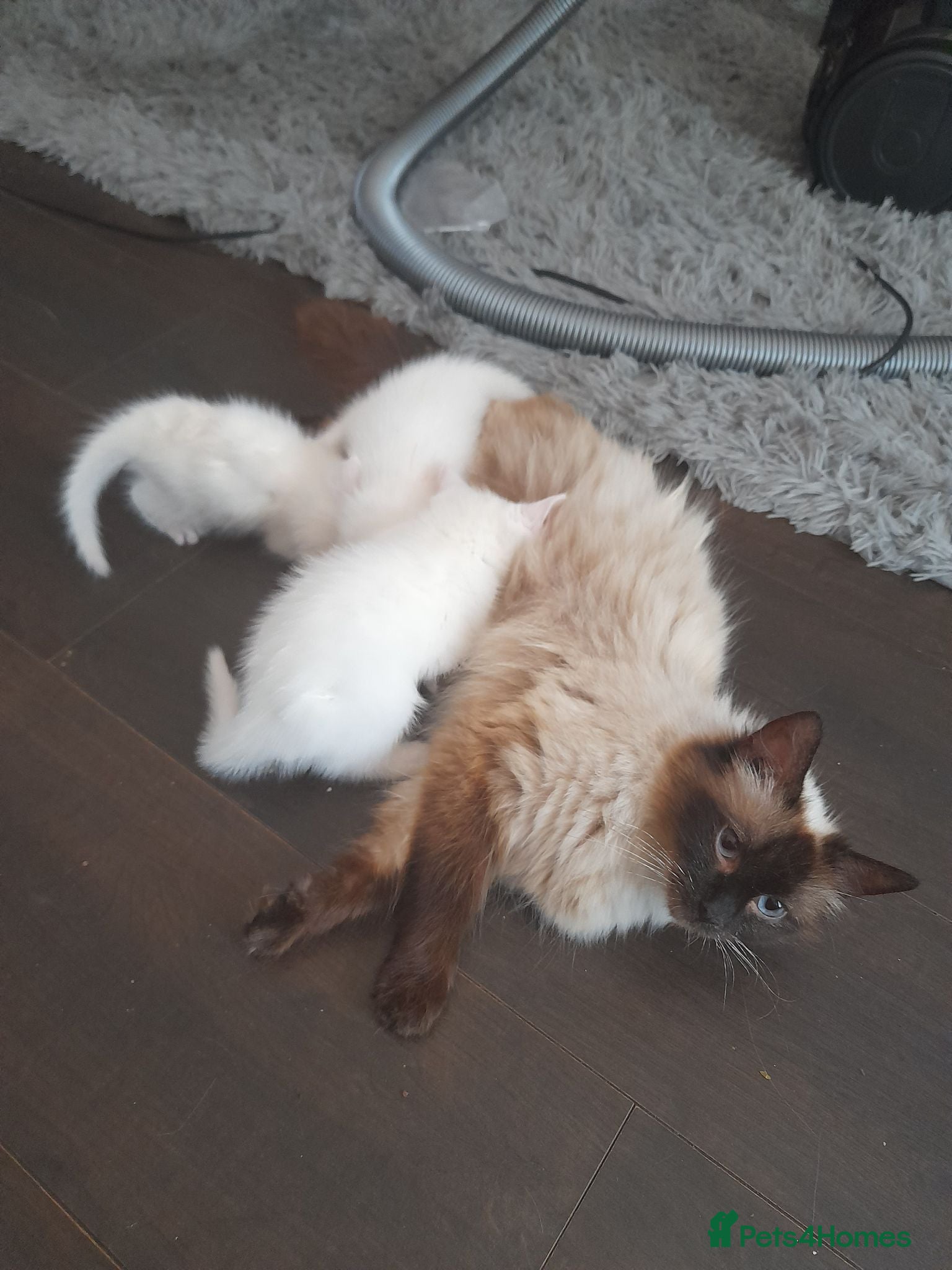 Ragdoll cats 3 Cute White half ragdolls for sale - Advert 1