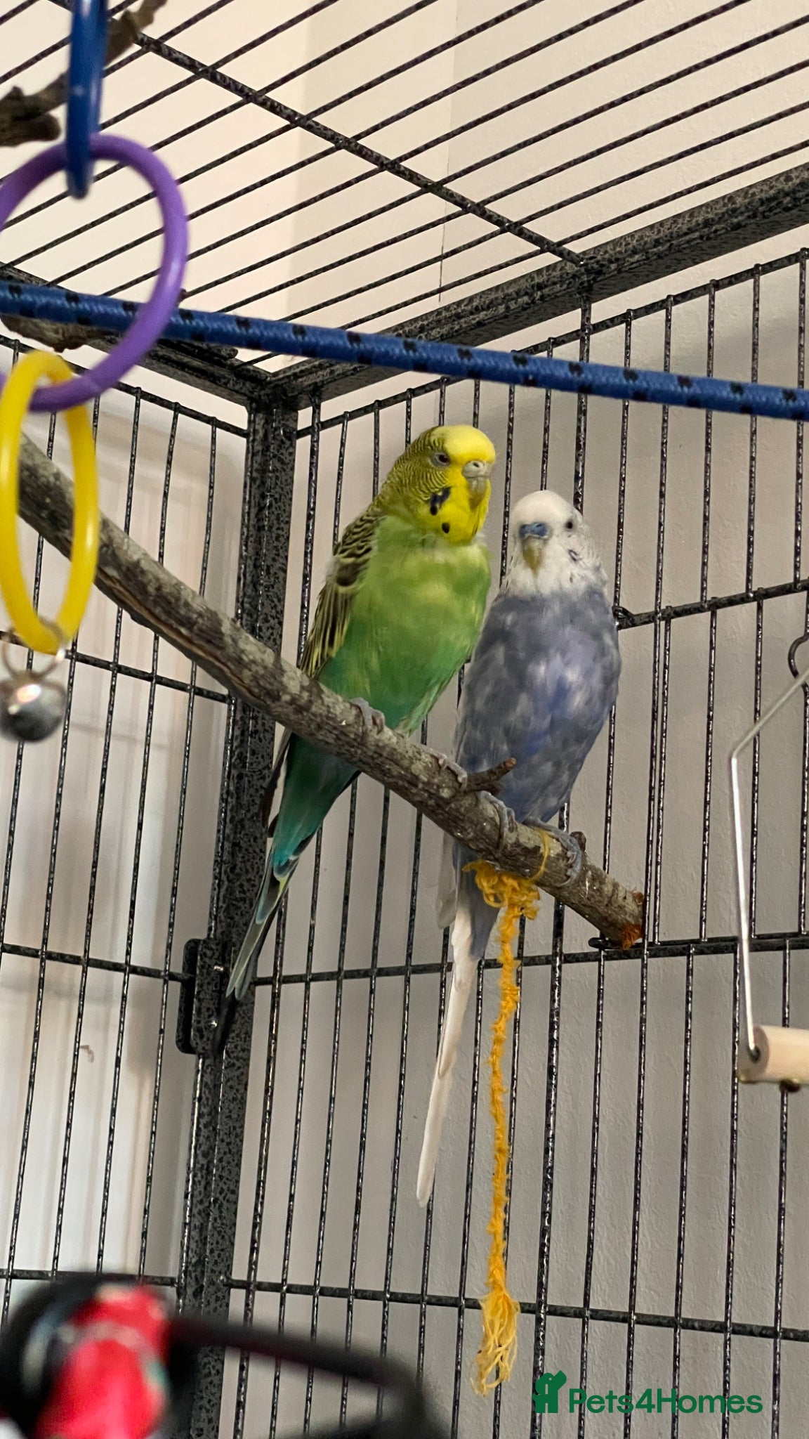 Budgerigars birds Male & female budgies including cage + extras - Advert 5