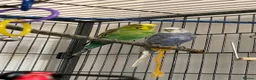 Budgerigars birds for sale: Male & female budgies including cage + extras in Trowbridge - Advert 1