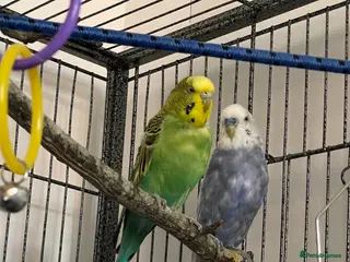 Budgerigars birds Male & female budgies including cage + extras - Advert 1