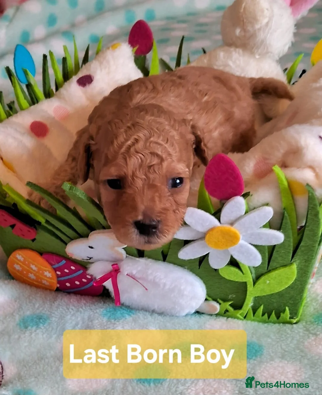 Toy Poodle dogs for sale: Toy Poodles, Half Asian in Norfolk - Advert 2