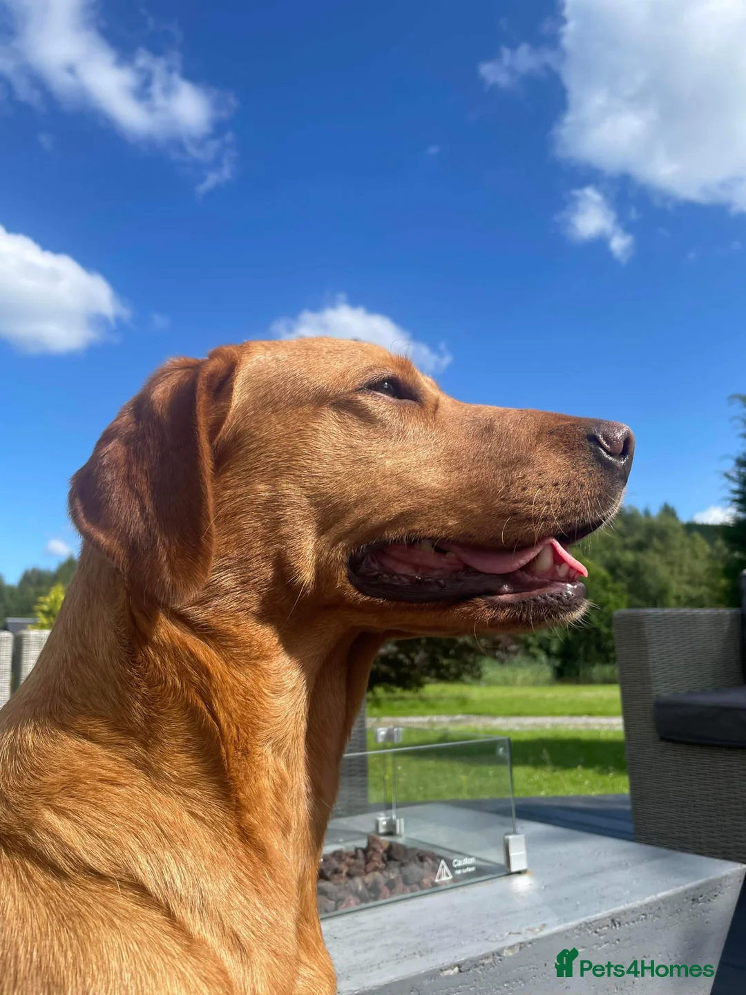 Labrador Retriever dogs for sale: KC Registered Fox Red Puppies in Dunkeld - Advert 1