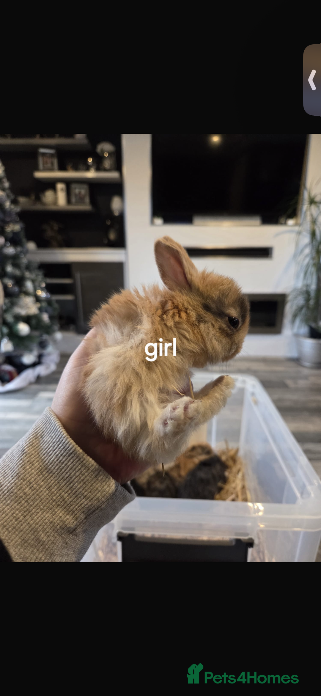 Mixed Breed rabbits for sale: 7 beautiful baby bunnies for sale  - Advert 3