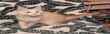 Maine Coon Kitten 1