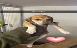 Saluki dogs for sale: Saluki/ LURCHER pups - Image 4