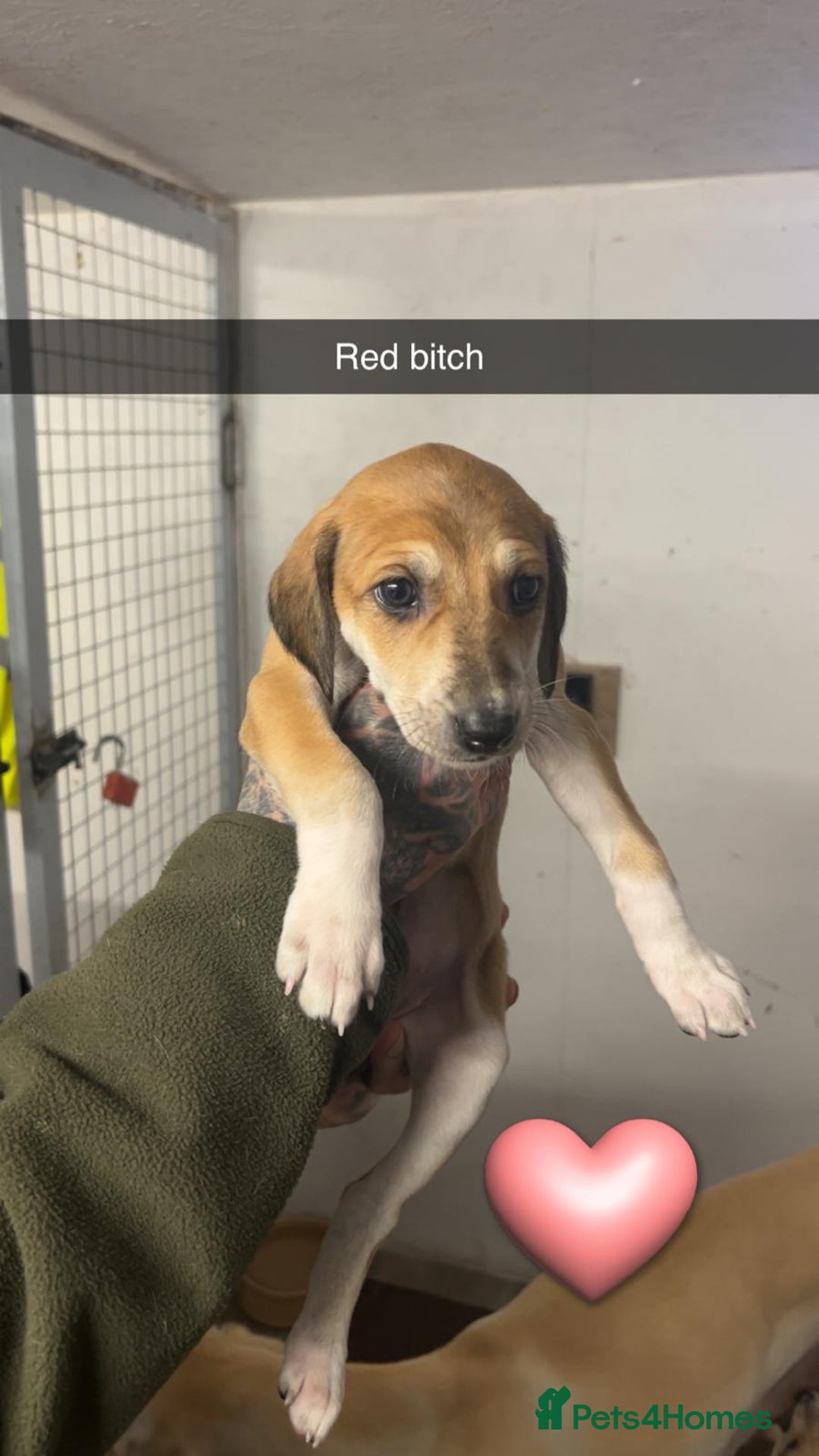 Saluki dogs for sale: Saluki/ LURCHER pups - Image 4