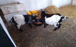Goats livestock for sale: 2 Pygmys  - Image 4