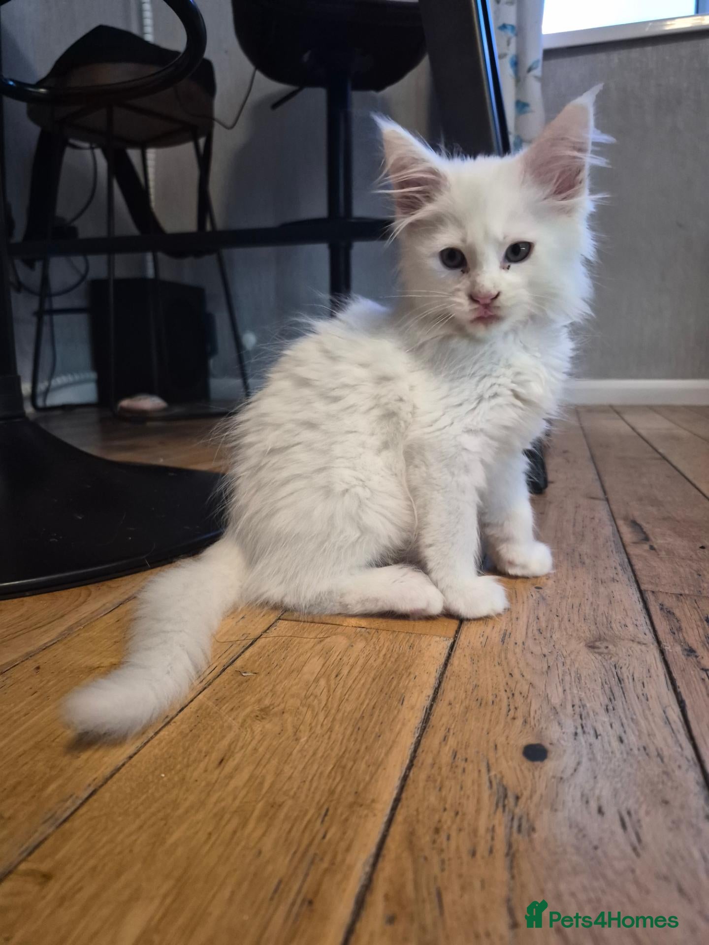 Maine Coon cats Beautiful white Maine coon kittens  - Advert 1